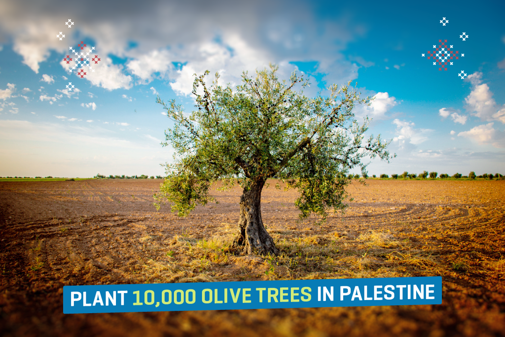 Giving Tuesday: Plant Olive Trees in Palestine