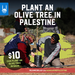[900PS] Olive Trees in Palestine